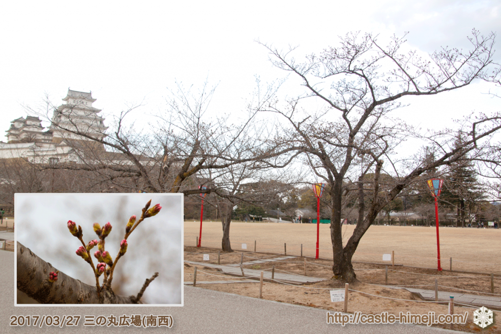 bud-colored-cherry-blossoms_05