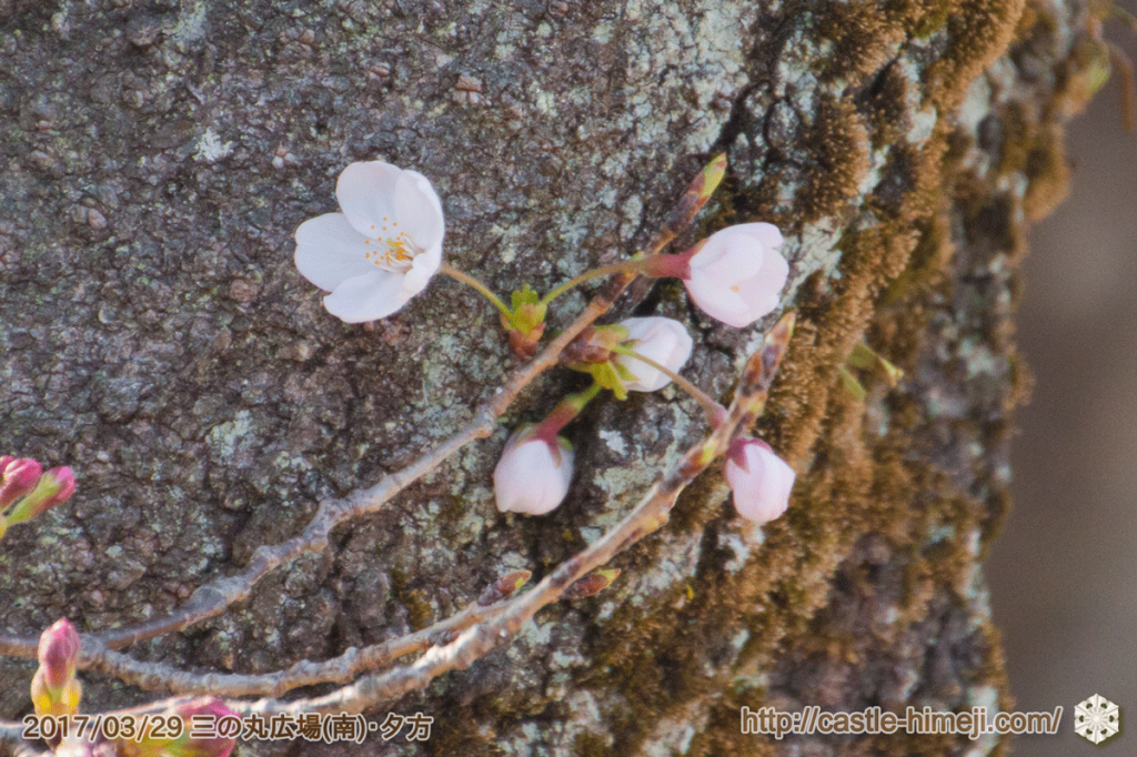 bud-opening-cherry-blossoms_03