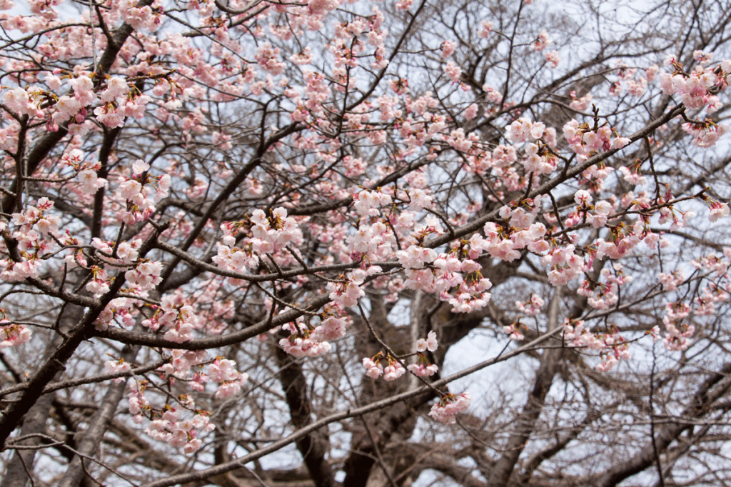 bud-tinted-cherry-blossom2_02