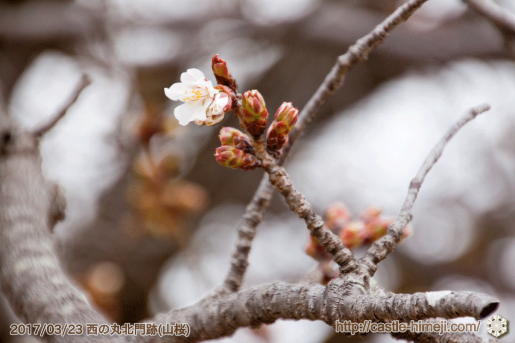bud-tinted-cherry-blossom_16