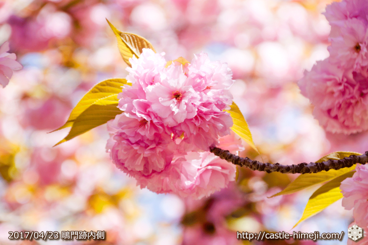 110per-bloom-late-cherry-blossom_02