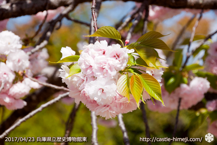 110per-bloom-late-cherry-blossom_09