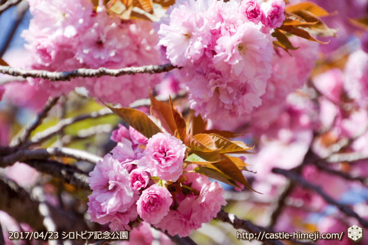110per-bloom-late-cherry-blossom_12