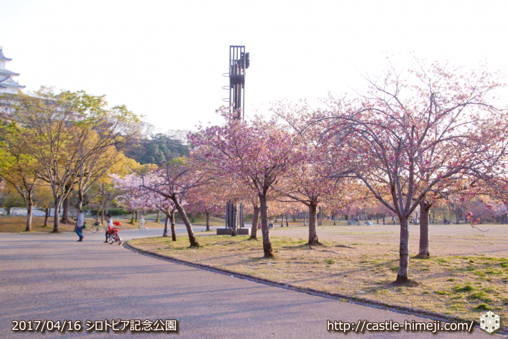 30per-bloom-late-cherry-blossom_15