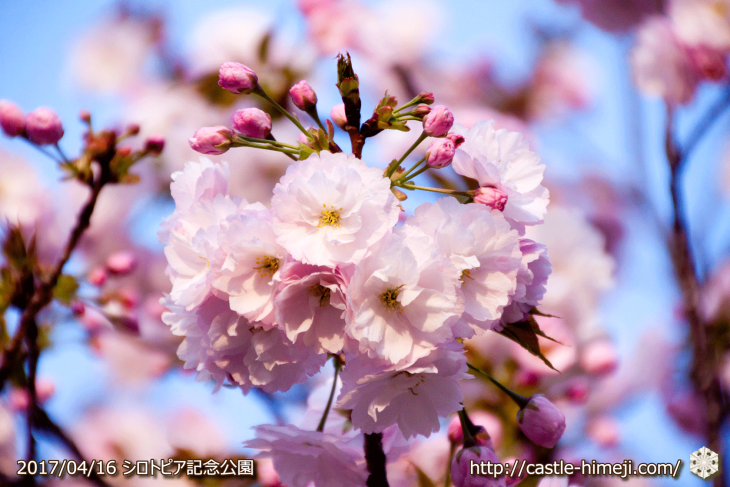 30per-bloom-late-cherry-blossom_19