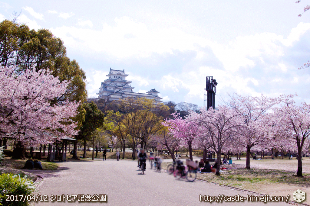 area-of-not-bloom-cherry-blossom_01