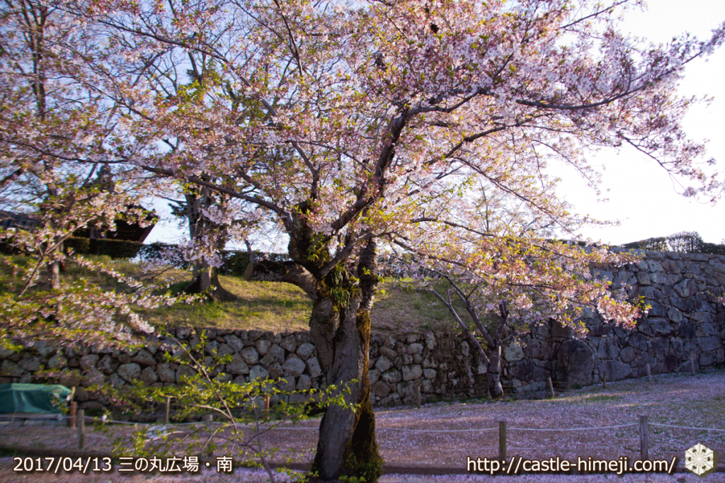 cherry-blossoms-end_01