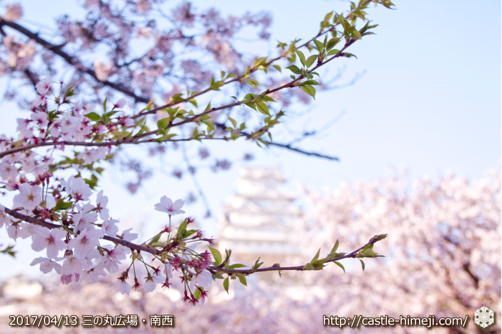 cherry-blossoms-end_03