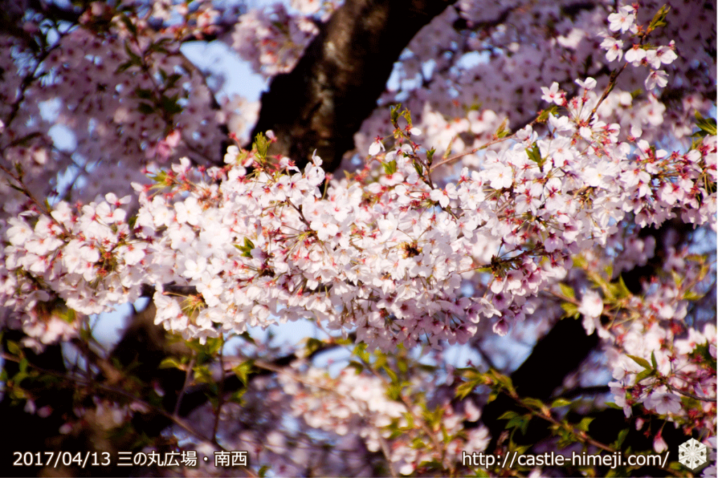 cherry-blossoms-end_04