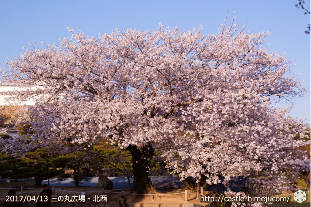 cherry-blossoms-end_05