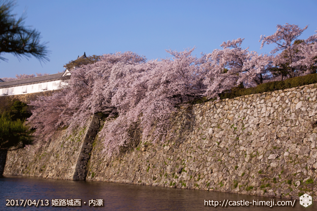 cherry-blossoms-end_07