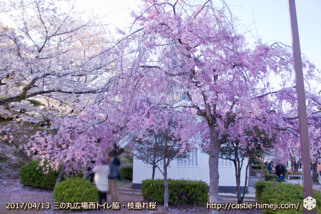 cherry-blossoms-end_08