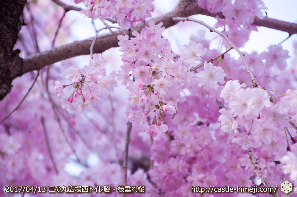 cherry-blossoms-end_09