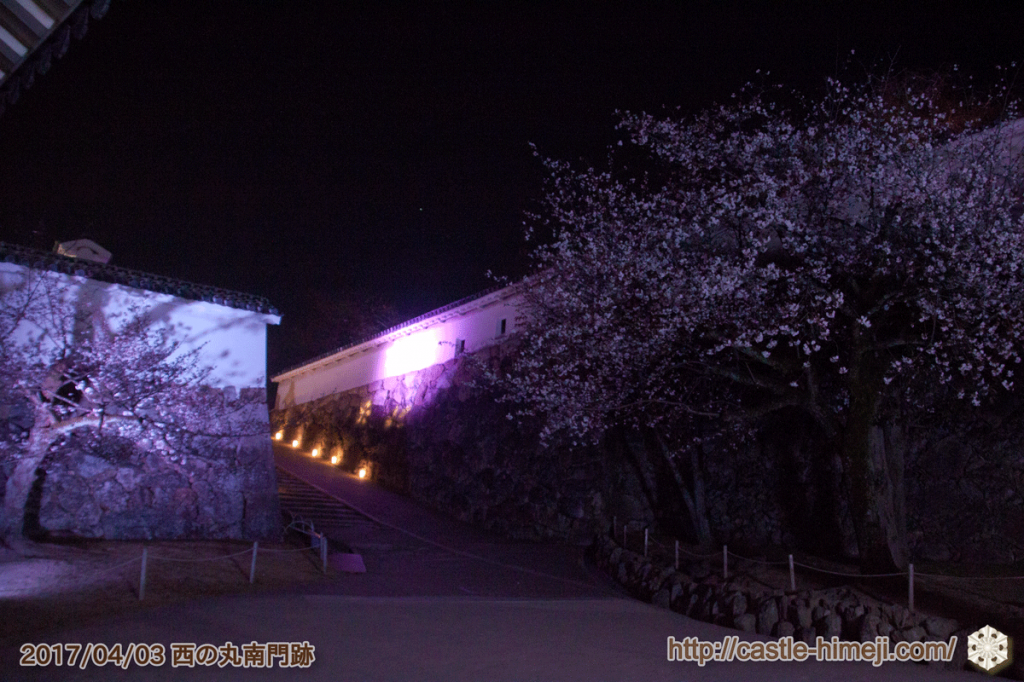 cherry-blossoms-night2017_08