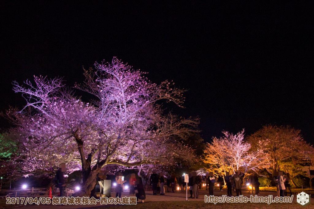 cherry-blossoms-night2017_3rd_04