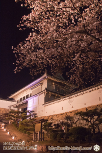 cherry-blossoms-night2017_3rd_11