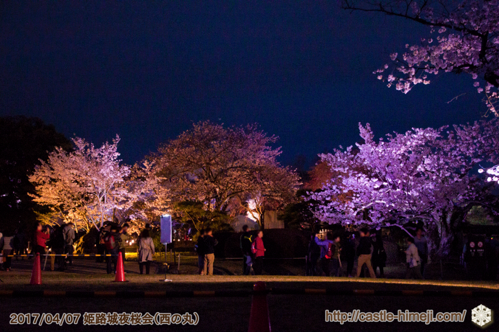 cherry-blossoms-night2017_5rd_06