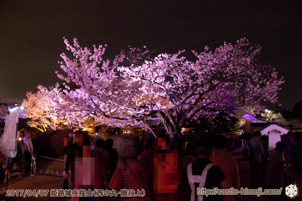 cherry-blossoms-night2017_5rd_07