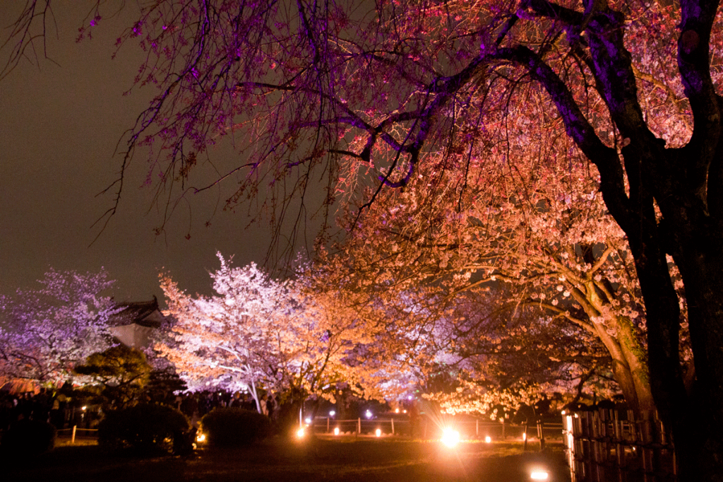 cherry-blossoms-night2017_5rd_10