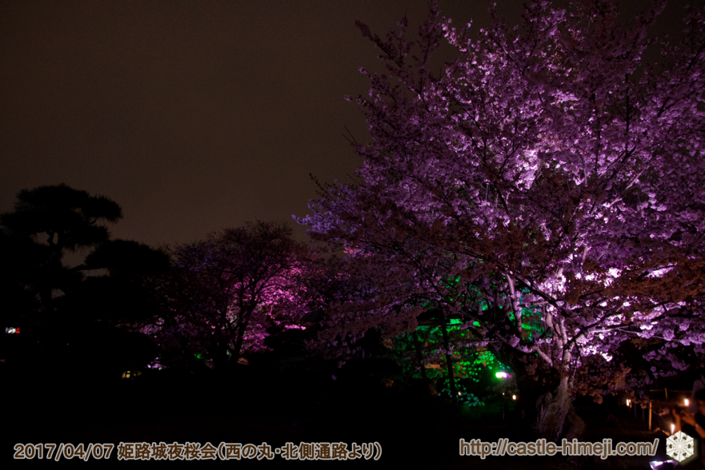 cherry-blossoms-night2017_5rd_13