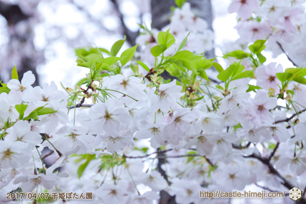 seductive-cherry-blossoms-2017_10