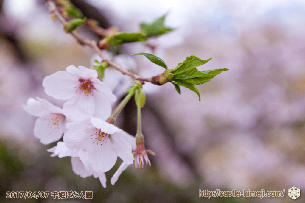 seductive-cherry-blossoms-2017_11