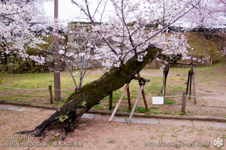 cherry-blossoms-cant-planted_02