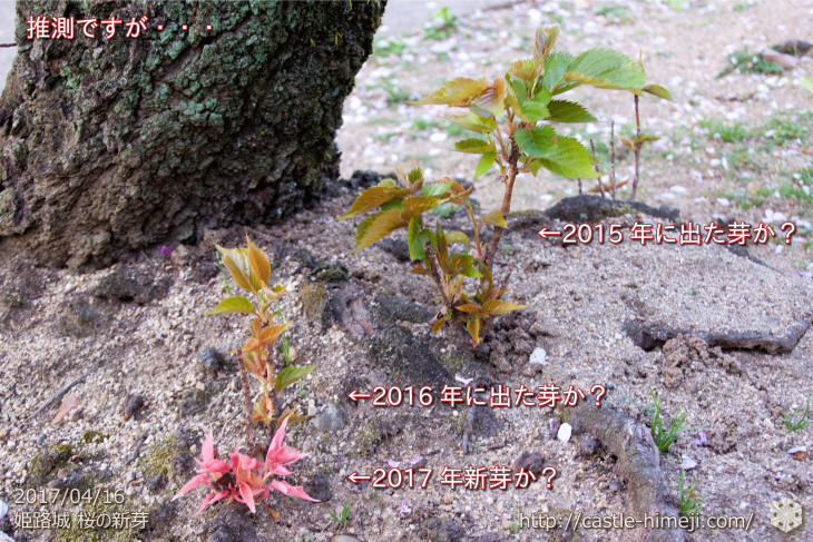 cherry-blossoms-cant-planted_04