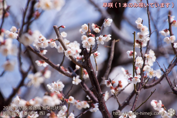 cherry-blossoms20180310_inside_07