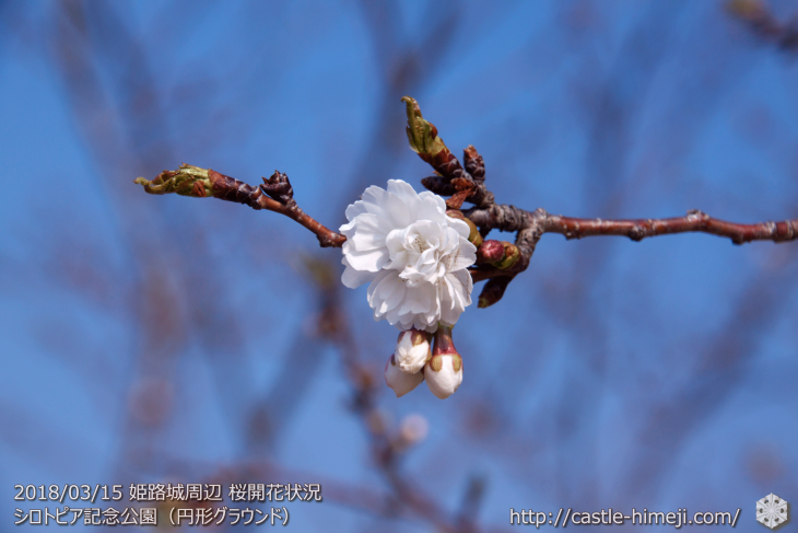 cherry-blossoms20180310_naka_02