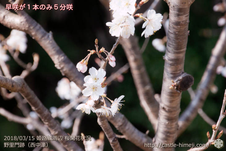 cherry-blossoms20180310_naka_11