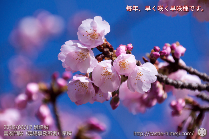 cherry-blossoms20180317_naka_04