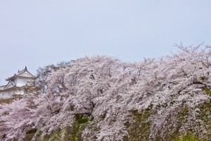 07_桜と櫓