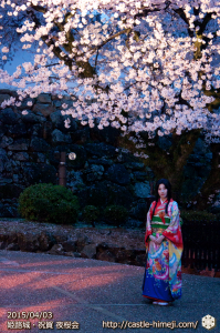 cherry-blossoms-night2015_06