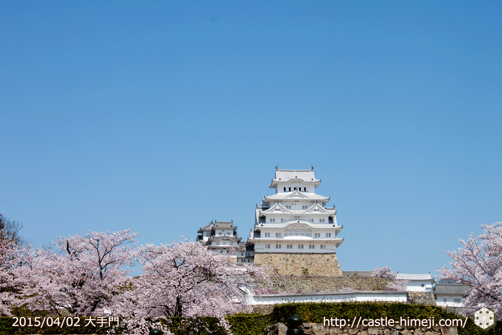 cherry_blossoming2015_01