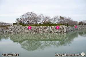 cherry-blossoms20160322_01