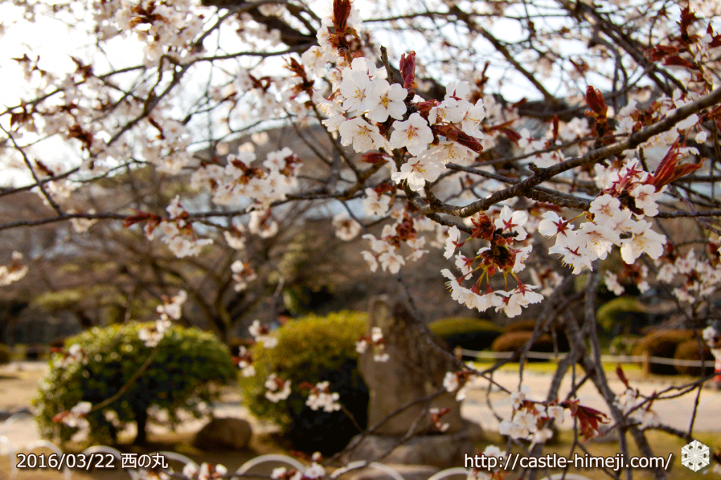 cherry-blossoms20160322_19
