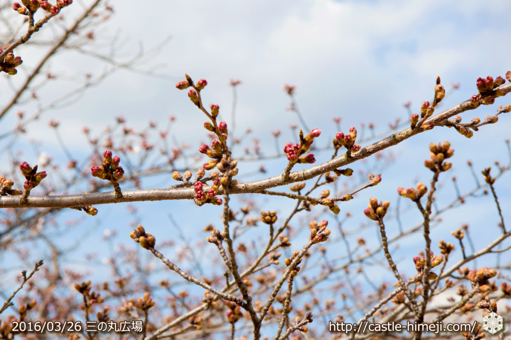 cherry-blossoms20160326_03