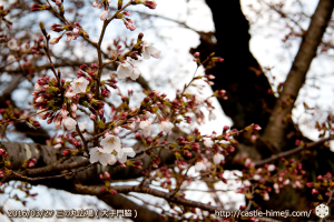 cherry-blossoms20160327_03