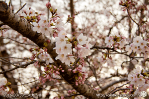 cherry-blossoms20160330_09
