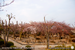 cherry-blossoms20160330_12