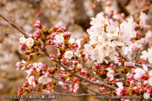 cherry-blossoms20160330_15
