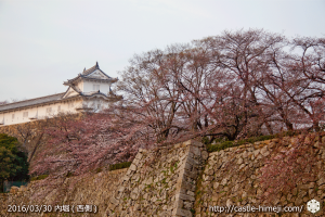 cherry-blossoms20160330_18