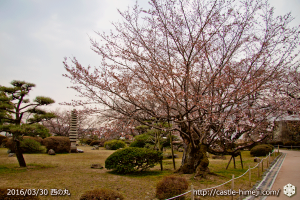 cherry-blossoms20160330_29
