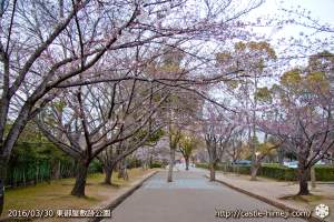 cherry-blossoms20160330_2_11