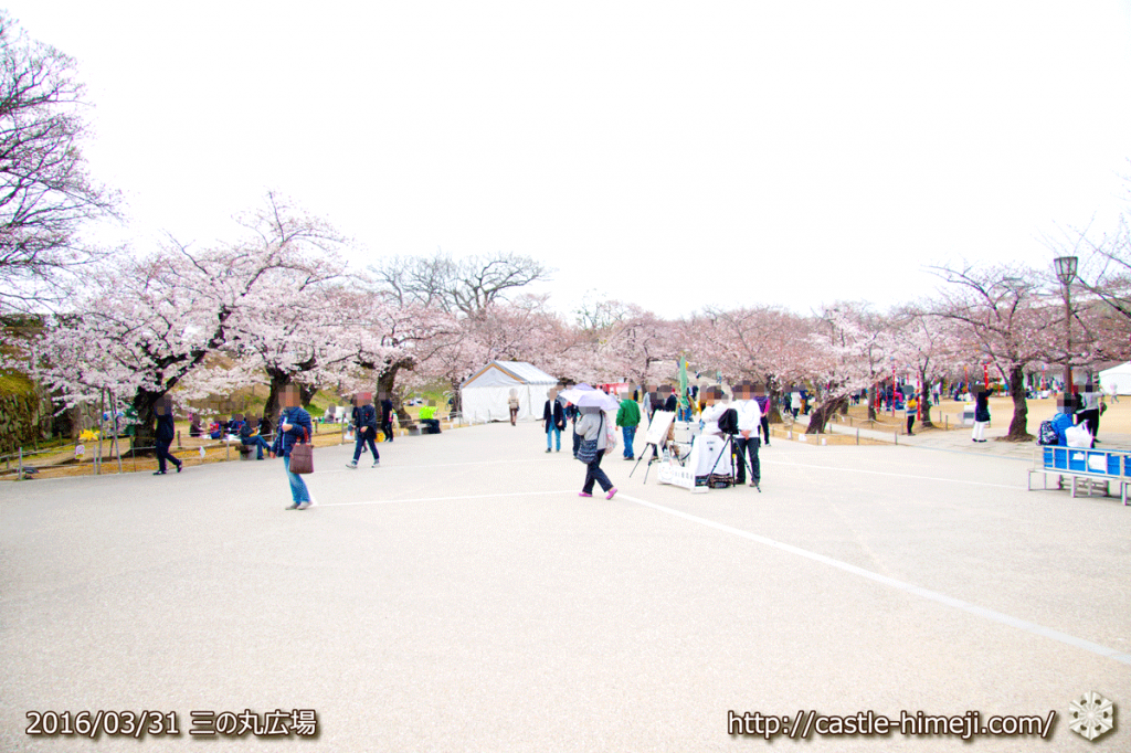 cherry-blossoms20160331_03