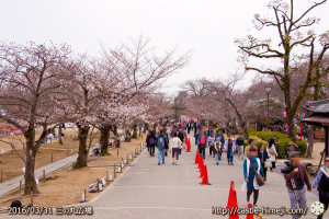 cherry-blossoms20160331_04