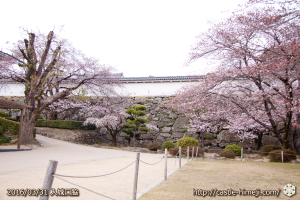 cherry-blossoms20160331_05