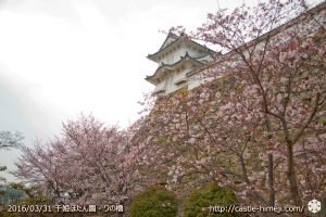 cherry-blossoms20160331_08