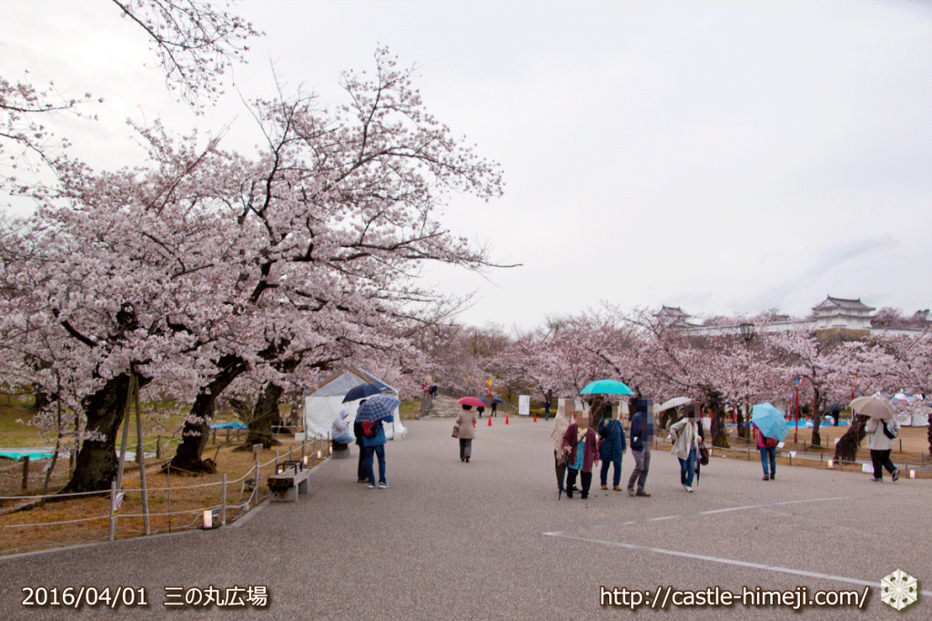 cherry-blossoms20160401_03